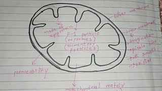 Labelled Diagram of mitochondria [upl. by Wise]