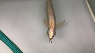 Crossback golden arowana 24k Malaysian golden [upl. by Candra]