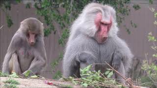 Hamadryas Baboon  San Diego Zoo  Africa Rocks 2018 [upl. by Mel]