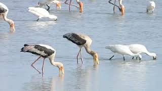 egrets spoonbills and painted storks are busy in searching food [upl. by Tonry775]