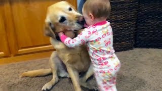 Bébés mignons jouant avec des chiens et des chats [upl. by Assille]