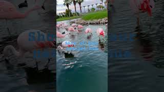 Flamingos pink subscribe fyp flamingo [upl. by Crandale574]