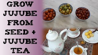 How to grow Jujube from Seed amp jujube Tea 枣属种子 ज़िज़ीफस बेर Зизифус чай унаби semilla de azufaifo [upl. by Arlo37]