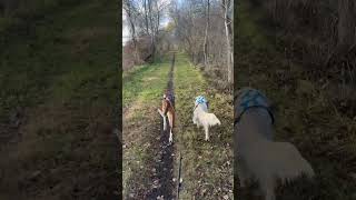 Mushing with hunting dogs ☺️ mushing drylandmushing bikejoring foxhound goldenretriever [upl. by Nalod329]