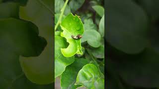 Leaf Eating Worm Larva [upl. by Ecinom]