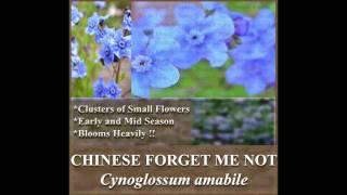 CHINESE FORGET ME NOT Cynoglossum amabile FLOWER SEEDS on wwwMySeedsCo [upl. by Nivej]