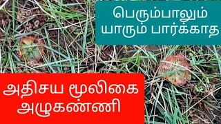 Azhukanni  Drosera burmannii  medicinal plants and their uses  herbs  mooligai  herbal remedies [upl. by Walczak497]