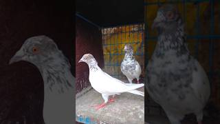 Lal Sira Andhra pigeon shorts trending ytshorts pigeon andhra [upl. by Enilegnave475]