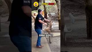 본투비 파이터 캥거루 싸움꾼 선빵 점프킥 쇼츠 kangaroo fighter Jump kick animals shorts [upl. by Brigham853]