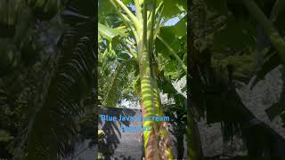 My blue Java ice cream bananas are looking soo good Almost ready for harvest fruit foodforest [upl. by Rednael]