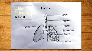 ✨How to Draw a Human Lungs  Lungs Drawing Easy Tutorial  how to draw lungs diagram easily Art [upl. by Nirrej]