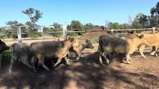 EU Charolais Heifers [upl. by Suhail127]