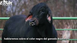 Raza de ganado Brahman Negro [upl. by Mika]