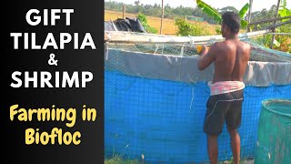 GIFT Tilapia Fish and Vannamei Shrimp Farming in Biofloc System [upl. by Ecinereb211]