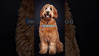 Australian Cobberdog Hidden facts shorts ytshorts youtubeshorts trending dog [upl. by Yetac359]