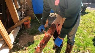 Fleshing a Beaver Hide with a Necker Knife [upl. by Hackathorn957]