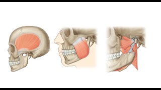 Muscles of Mastication [upl. by Emlin]