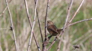 Sedge Wren song [upl. by Angeli]