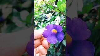 Thunbergia flower nature flowers flower flowers [upl. by Walter]