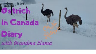 Ostrich Farming in Canada Diary Episode with Grandma Llama Jan 2831 2020 [upl. by Aracahs]