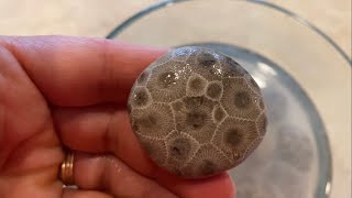 Soaking Petoskey Stones in Vinegar [upl. by Byrn]