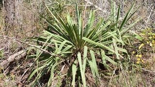 Useful Plant  Yucca [upl. by Ameluz]