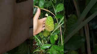 Shampoo Ginger aka awapuhi harvest garden plants gardeningtips permaculture florida grow [upl. by Ynnattirb742]