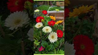 Gerbera plant care tip  flower season Gerbera plant  plantinfo [upl. by Pernell]