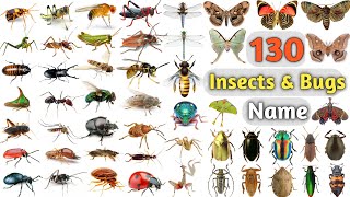 Insects amp Bugs Vocabulary ll About 150 Insects amp Bugs names In English With Pictures ll Insects Name [upl. by Aleris]