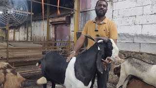 400 Goats Ka Farm In Reay Road  King Of Bakro Ki Tyaari  Safik Bhai Ka Momin Goat SM Farm Mumbai [upl. by Taddeusz]