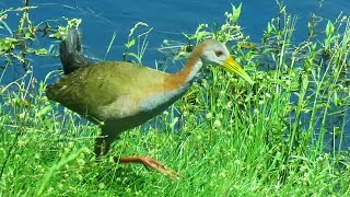 Giant Wood Rail [upl. by Ettennal]