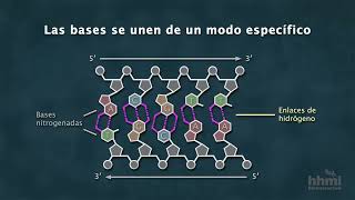 La estructura química del ADN  Video HHMI BioInteractive [upl. by Idnor]