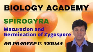 Spirogyra Maturation and Germination of Zygospore [upl. by Yecrad]