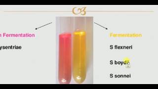 Microbiology  1  BAC  SHIGELLA [upl. by Iives]