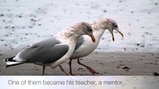 Jonathan Livingston Seagull [upl. by Emerej569]