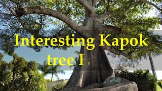 Interesting Kapok tree Facts [upl. by Sutsuj]