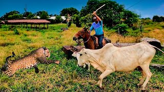 COMO FAZENDEIROS LIDAM COM MUITAS ONÇAS NO PANTANAL [upl. by Paryavi]