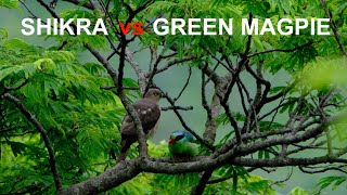 Shikra vs Green Magpie [upl. by Laven]