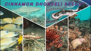 Snorkeling in Cinnamon Dhonveli Resort Maldives  HD Quality video [upl. by Eirrol926]