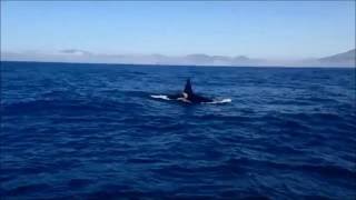 Whalewatching of orcas in Tarifa Spain August 2016  Avistamiento de orcas [upl. by Adyan]