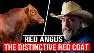 ⭕ 7 Curiosities About The RED ANGUS Cattle ✅ Biggest Bulls And Cow [upl. by Nitsej]