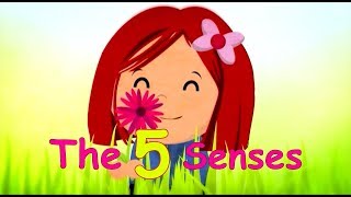 The 5 Senses  Toyor Baby English [upl. by Elstan227]