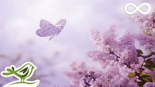 Always Soft Beautiful amp Relaxing Piano Music by Peder B Helland with Nature Photos [upl. by Iht743]