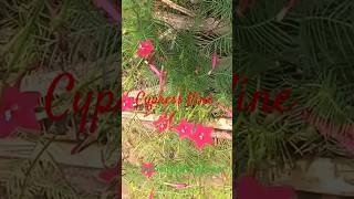 Mayir manikkammorning glory plantstrendingSHREEKANHARI yt youtubeshorts villagelifeinindia [upl. by Aciria]