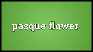 Pasque flower Meaning [upl. by Darrel]