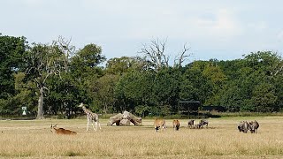 Knuthenborg Safaripark  Day 1 [upl. by Nadean]