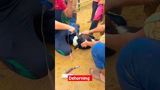 Disbudding dehorning calves shortvideo viral shorts [upl. by Rimas]