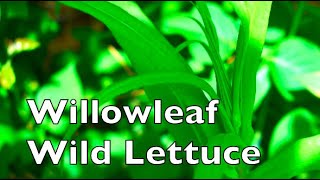 How To Identify Willowleaf Wild Lettuce Lactuca Saligna [upl. by Marabel]