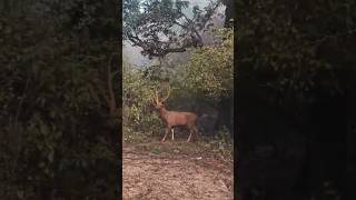 ranthambore  mini vlog  youtubeshorts viral [upl. by Yanaj902]