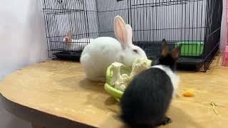 Bunnies Eating Time Lapse Video bunnies [upl. by Arot]